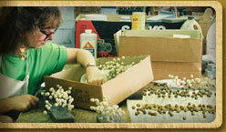 10,000 Pin Oak acorn replicas in production