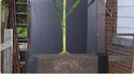 Corn Stalk model