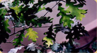 White Oak foliage 