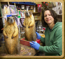 Yellow-bellied Marmot models 