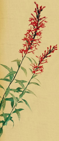 Cardinal Flower 