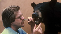 Application  of finishing touches to a black bear