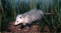 Opossum taxidermy in marsh habitat