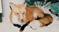 Red Fox taxidermy