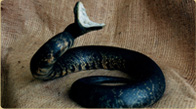 Water Moccasin Snake taxidermy