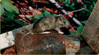 Common Norway Rat taxidermy