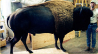 Sleek Summertime Bull Bison taxidermy
