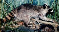 Raccoon taxidermy in marsh habitat