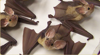 Pallid Bats