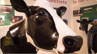 Holstein Cow model