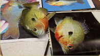 Redbreast sunfish