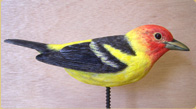 Western tanager 