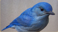 Mountain  bluebird